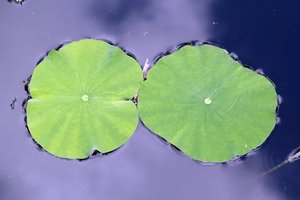 Eua Florida Everglades National Park Nenuphars — Fotografia de Stock