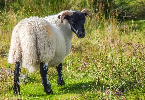大不列颠 苏格兰 赫布里底群岛 斯凯岛东南部 睡眠点 放牧苏格兰黑脸羊 — 图库照片