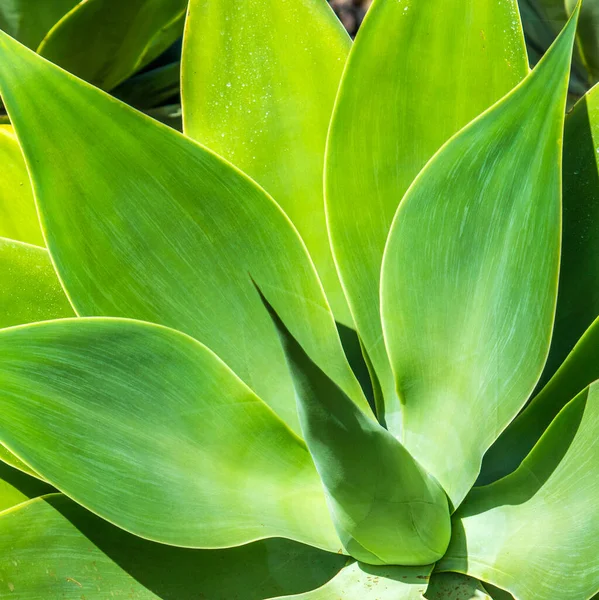 España Islas Canarias Isla Lanzarote Agave —  Fotos de Stock