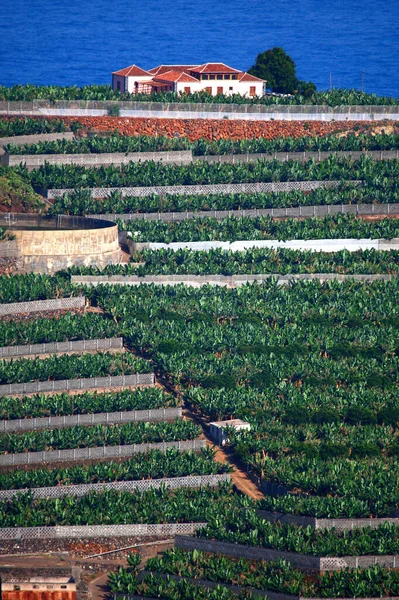 Espanha Ilhas Canárias Palma Plantações Bananas — Fotografia de Stock