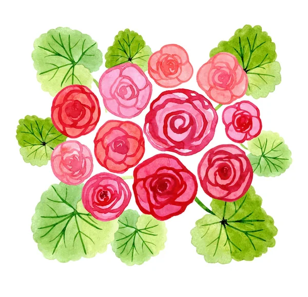 Acuarela Dibujada Mano Begonia Flores Ramo — Vector de stock