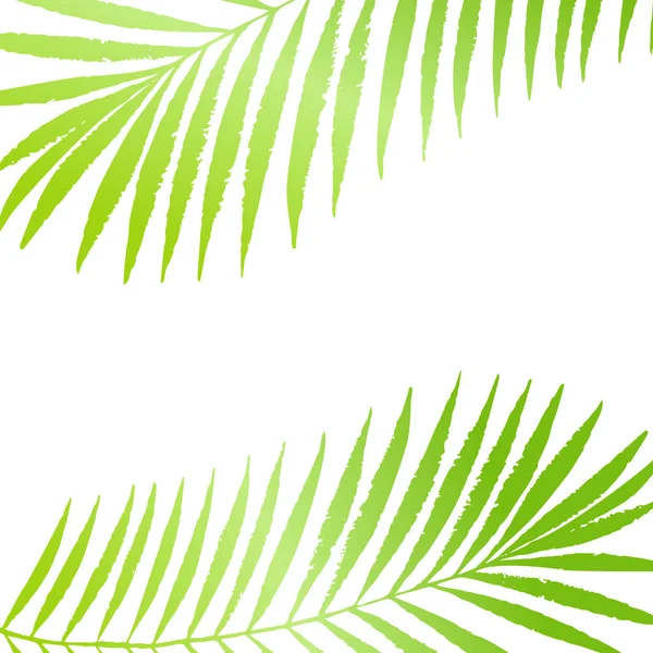 夏天热带棕榈树叶子背景 矢量格格设计的卡 白色上的天然热带棕榈树 — 图库矢量图片