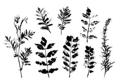 Yaz Siyah siluet ağaç öğeleri bırakır. Vektör grunge tasarım kartlarının, web, arka planlar ve doğal ürün.