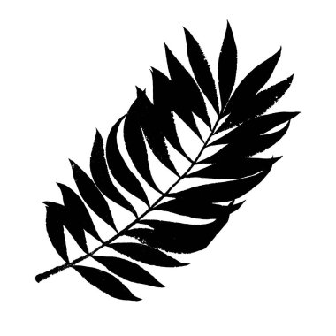 Yaz tropikal palmiye ağacı yaprak arka plan. Vektör grunge tasarım kartları, duvar kağıtları ve doğal ürün için. Doğal tropikal palmiye ağacı üzerinde beyaz izole.