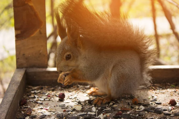 Yakın plan sincap fındık yer.