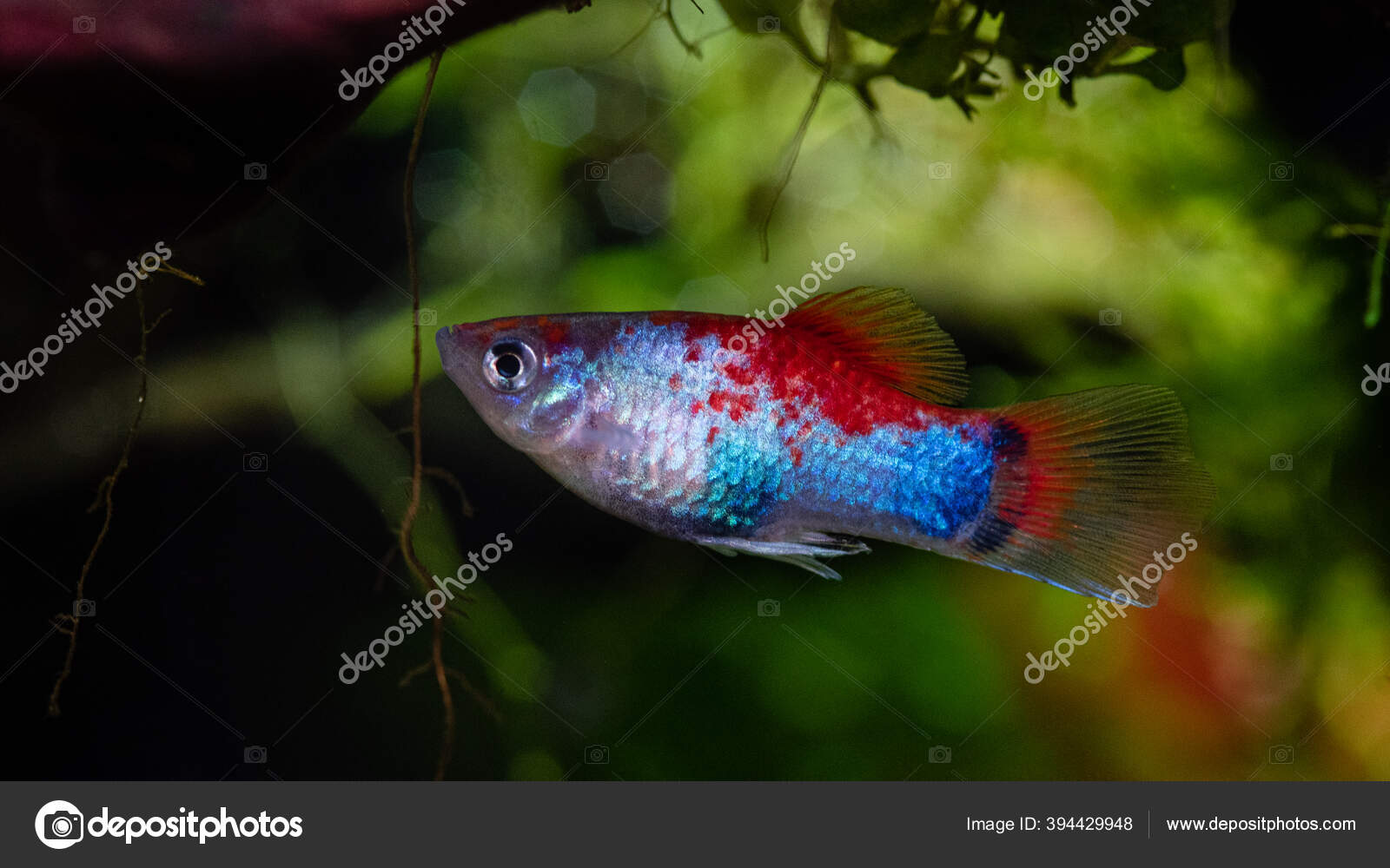 Platy Fish Xiphophorus Maculatus Blue Red Platy Platy Tricolor Fish Stock Photo by ©celso