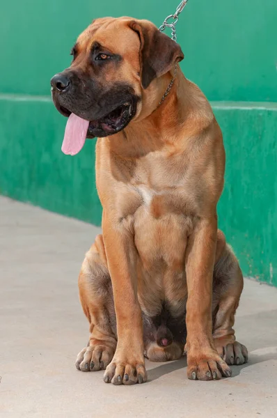 Brazilian bullmastiff sales