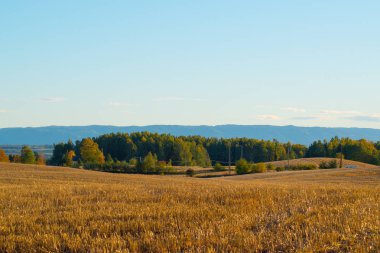 manzara sonbaharda orman. sonbaharda güzel renkler. Hedmark ilçe Norveç