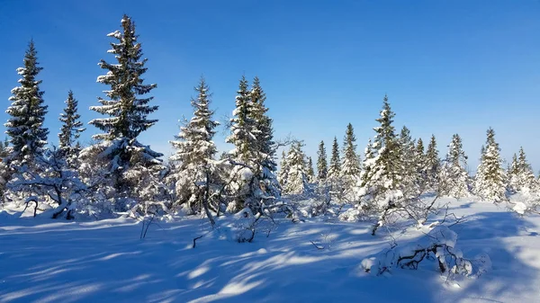 Winter landscape. The ground is covered with a lot of snow. Winter wonderland in Hedmark county Norway