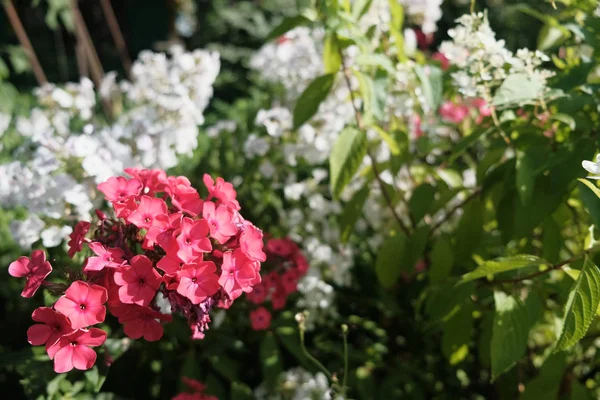 Moskova doğa, Temmuz 2018