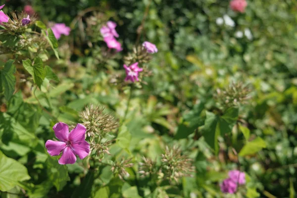 Moskova doğa, Temmuz 2018