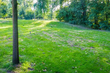 yeşil çim çim ağaç park peyzaj ile