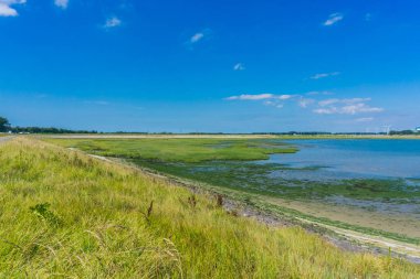 deniz yosunu ile deniz manzara