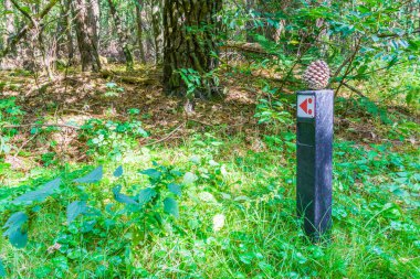 Çam kozalağı kutup bir orman manzara ağaçlar ve otlar ile