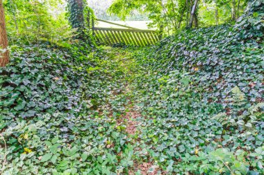 orman yolu çit ve Ivy sürü