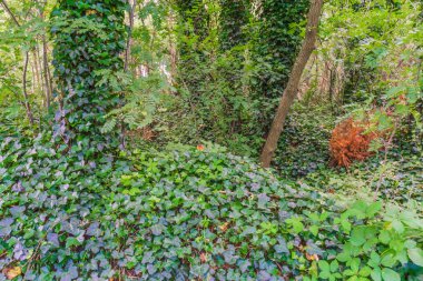 Ivy büyüyen ağaçlar, orman yatay