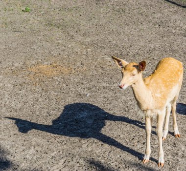 tek sevimli geyik hayvan ayakta kum