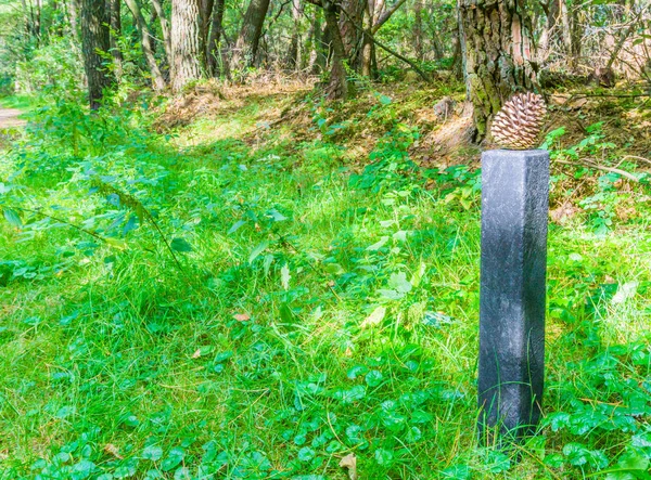 Cône Pin Poteau Dans Paysage Forestier — Photo