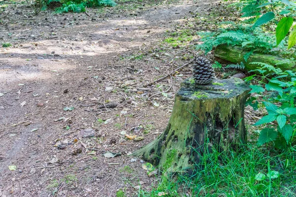 Drzewo Giczoł Pinecone Nim Leśne Drogi — Zdjęcie stockowe