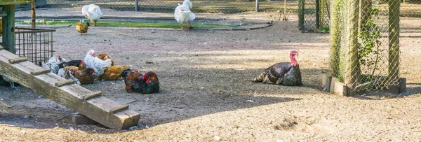 動物農場で鶏のグループと黒のトルコ — ストック写真