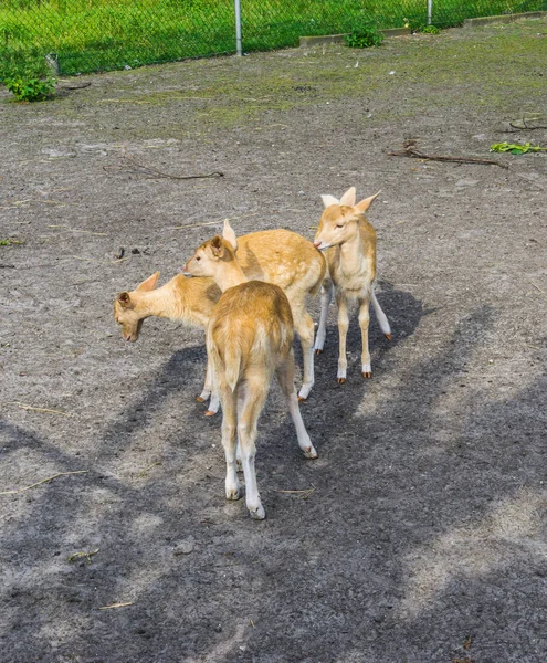 Kleine Jonge Herten Groep Dieren Boerderij — Stockfoto