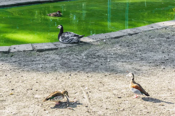 Grupo Patos Estanque Diversas Especies — Foto de Stock