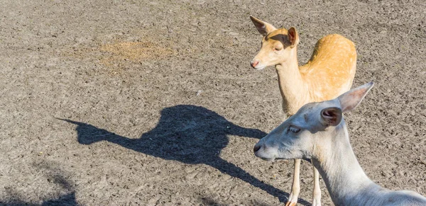 Schattige Kleine Herten Met Hoofd Van Een Andere Herten — Stockfoto