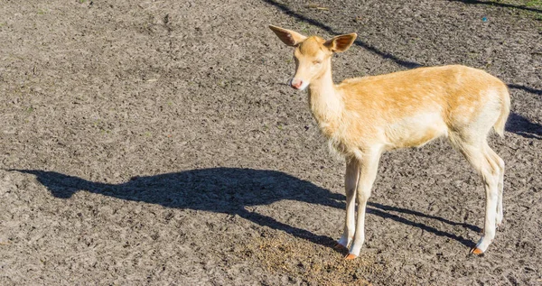 Pequeno Pequeno Cervo Bonito Olhando Para Câmera Fazenda Animais — Fotografia de Stock