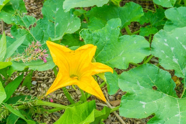 Grande Fleur Jaune Sur Une Usine Citrouille Avec Énormes Feuilles — Photo