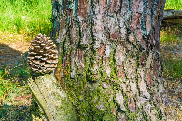 Szyszka Pniu Tle Lasu Pień Drzewa — Zdjęcie stockowe