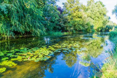 su ve su Lilly'nin yansıtan ile nehir su birikintisi manzara