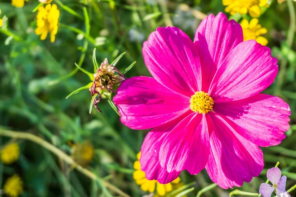 Beautiful Pink Color Daisy Flower Bloom Close Macro — Stock Photo, Image