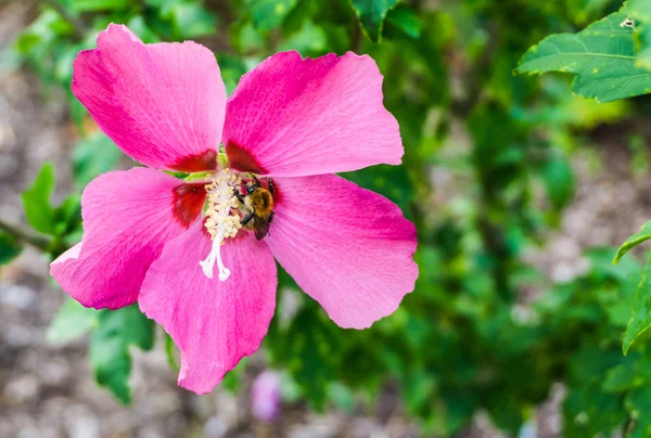Яркий Розовый Гибискус Цветок Цвету Макро Закрыть — стоковое фото