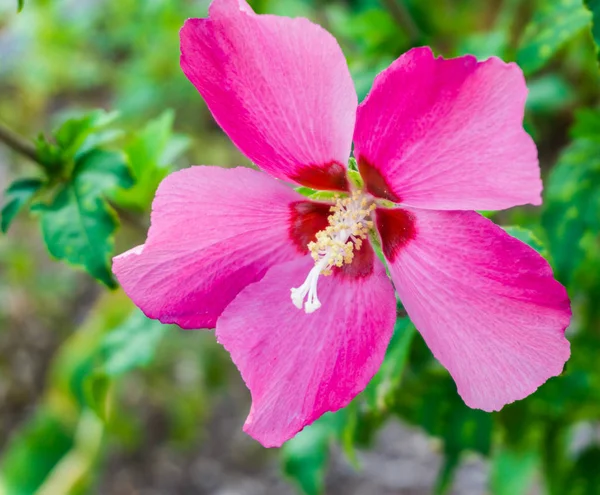 Fleur Hibiscus Rose Vif Fleur Macro Gros Plan — Photo
