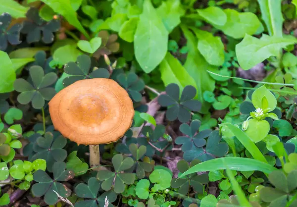 Einzelne Pilze Mit Pflanzen Schließen Makro — Stockfoto