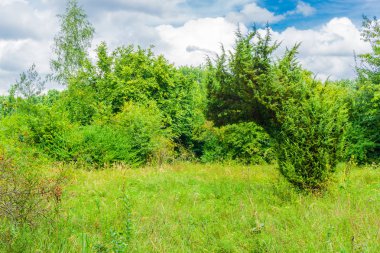 yeşil çim orman ortamındaki çökmekten ağaç eğimli