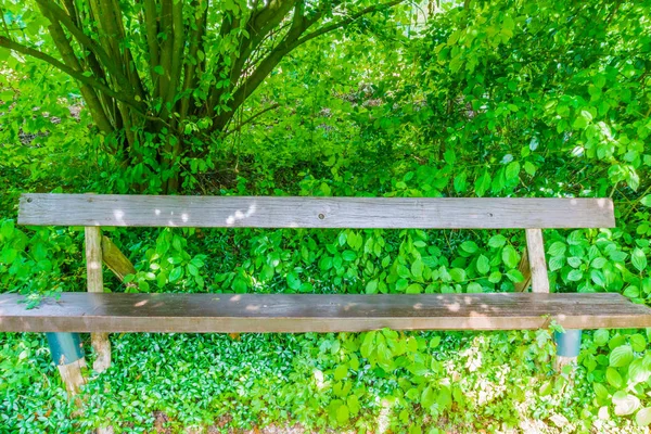 Panca Legno Nel Verde Paesaggio Forestale — Foto Stock