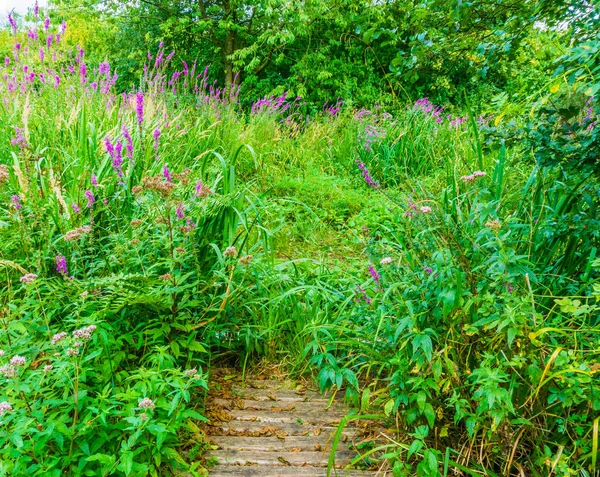 Paysage Forestier Vert Avec Des Fleurs Violettes Entièrement Cultivé Avec — Photo