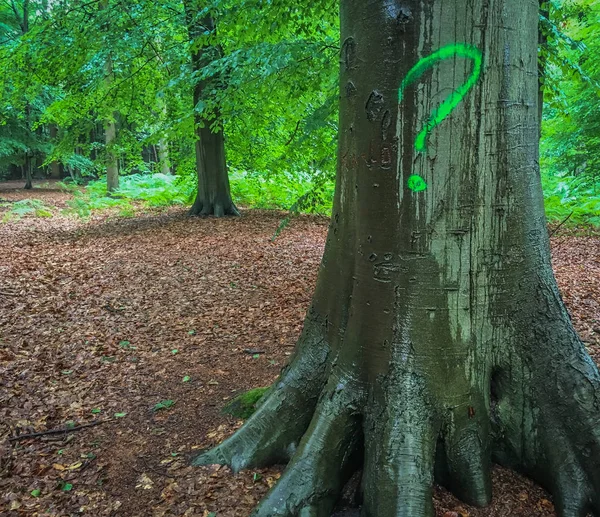 숲에서 나무에 물음표 — 스톡 사진