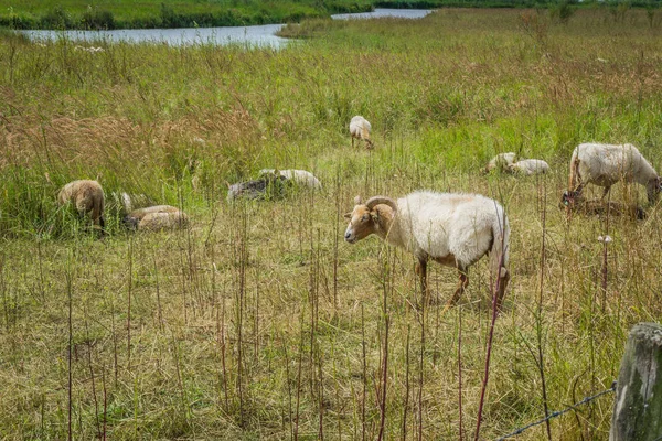 Skupina Rohatou Bílé Ovce Pastvy Krajině Louka — Stock fotografie