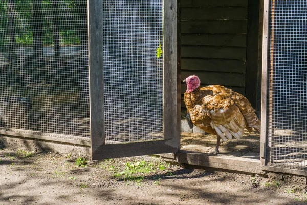 turkey bird standing in the door opening