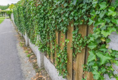 duvar ve çit çit üzerinde büyüyen Ivy