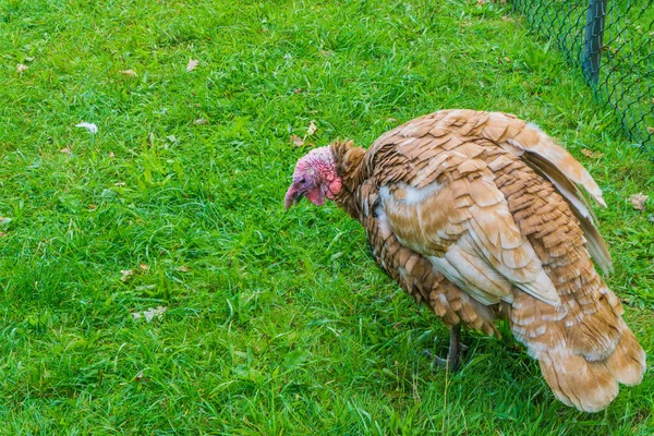turkey bird in close up with grass lawn