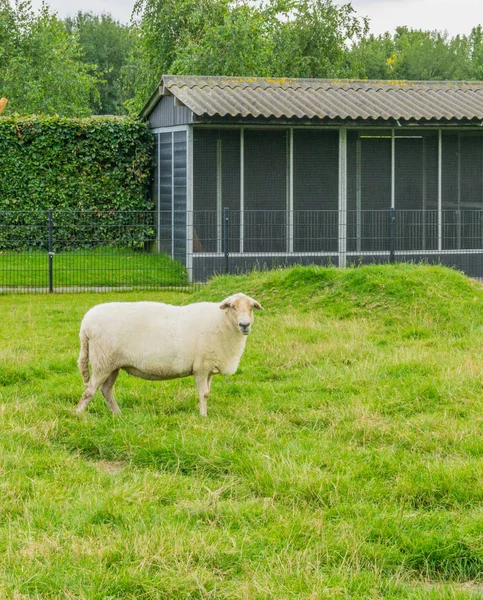 Stora Får Äng Ser — Stockfoto