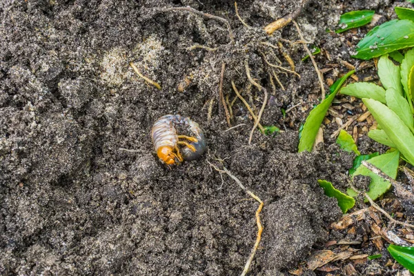 Larve Larve Dans Sable Jardin Une Petite Distance — Photo