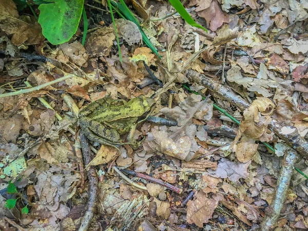 Żaba Siedzi Liście Makro Bliska Lesie — Zdjęcie stockowe