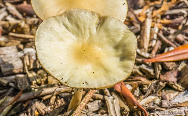 Weiß Gelb Flache Runde Pilz Makro Nahaufnahme — Stockfoto