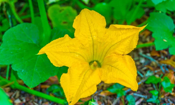Grande Flor Abóbora Amarela Florescendo Macro Perto — Fotografia de Stock