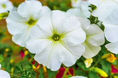 güzel beyaz menekşe çiçek makro yakın çekim