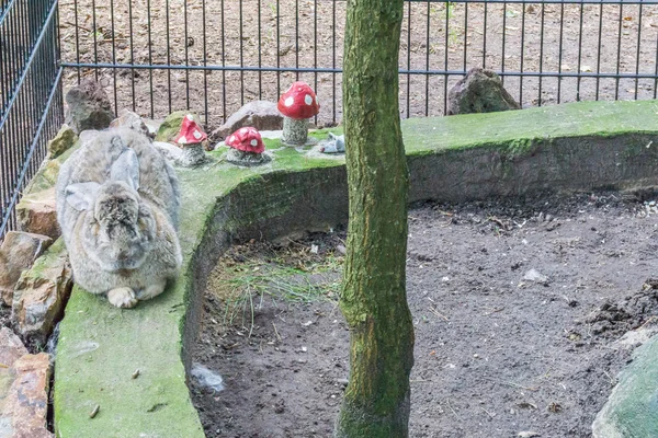 Grote Grijze Konijn Slapen Een Kooi — Stockfoto